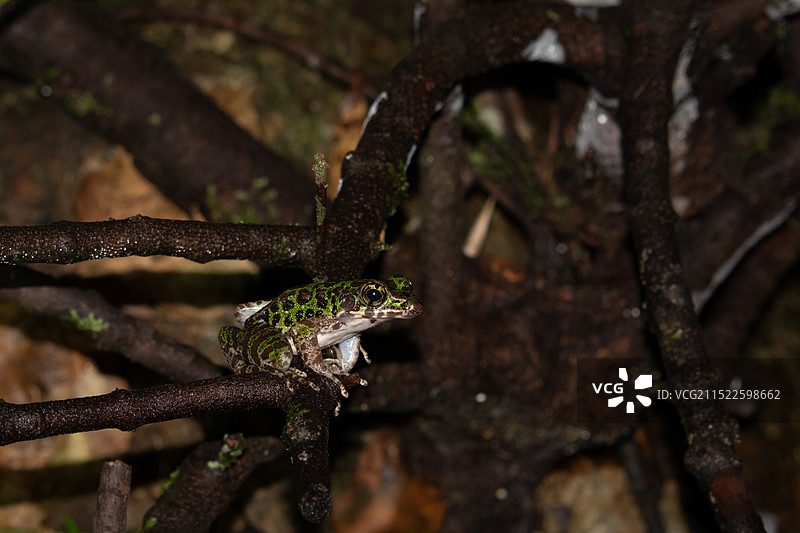 一些蛙类图片素材