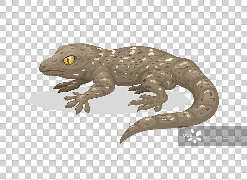 卡通异国情调壁虎图片素材