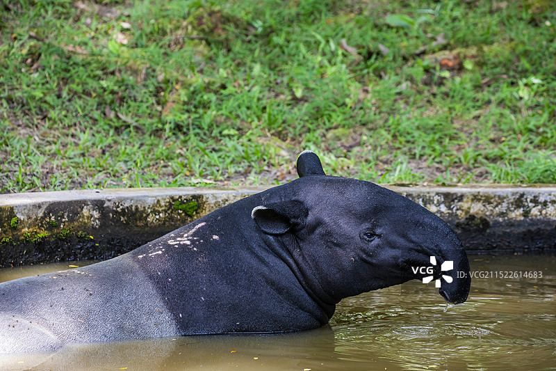 马来貘 （Tapirus indicus）属于奇蹄目貘科。马来貘为现存5种貘中体型最大的物种图片素材