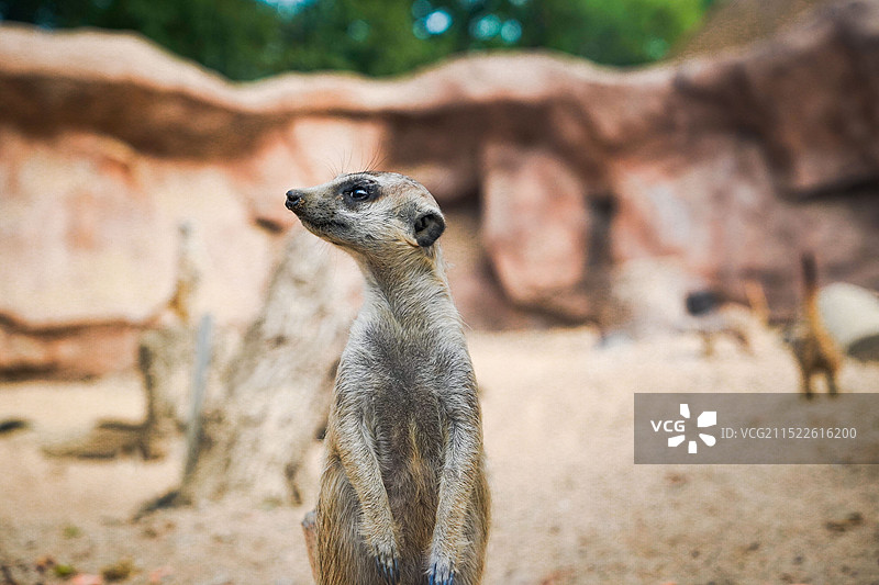 武汉动物园的细尾獴近景图片素材