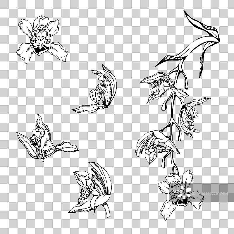 手绘水墨兰花花 stem 叶子图片素材