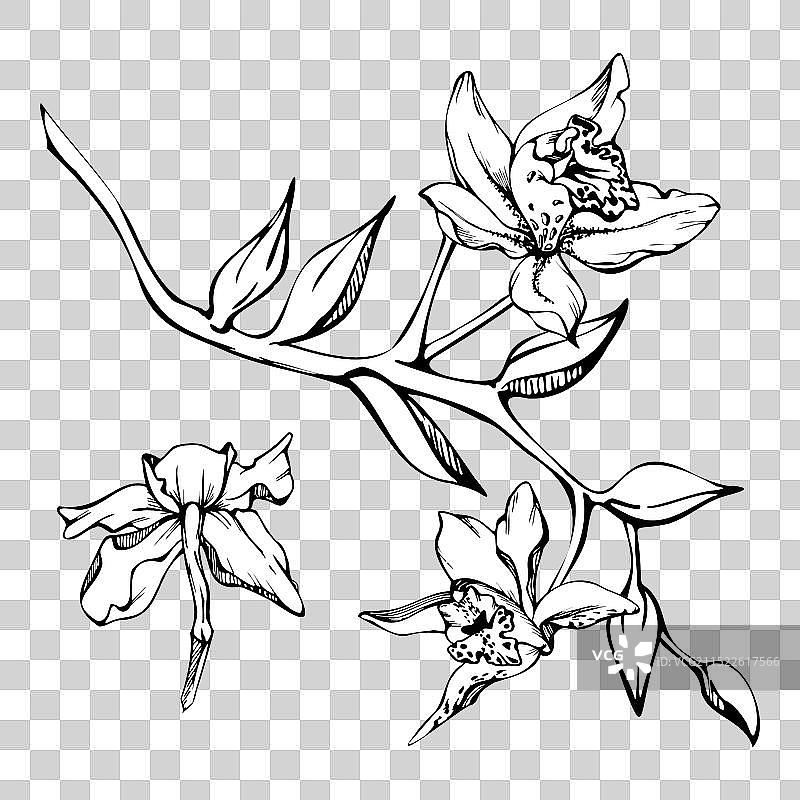 手绘水墨兰花花 stem 叶子图片素材