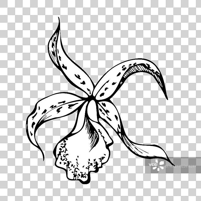 手绘墨水兰花单色精细轮廓图片素材
