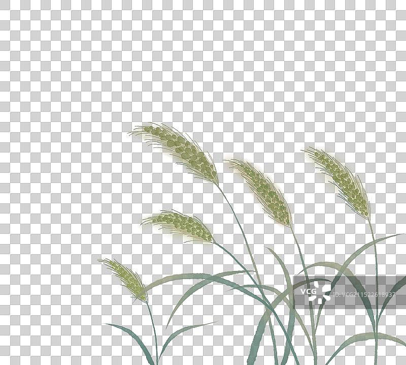 国风水墨插画狗尾巴草图片素材