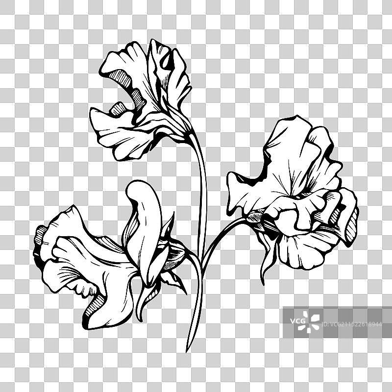 手绘墨水植物花叶图形图片素材