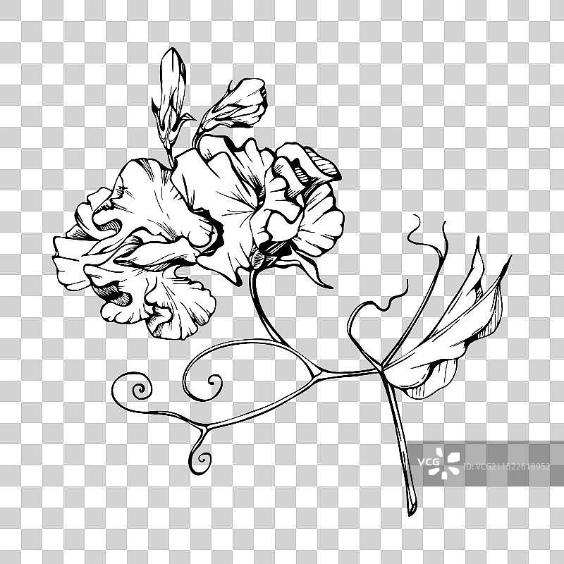 手绘墨水植物花叶图形图片素材