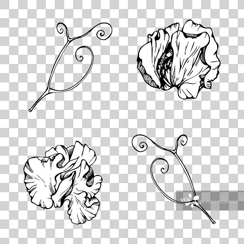 手绘墨水植物花叶图形图片素材