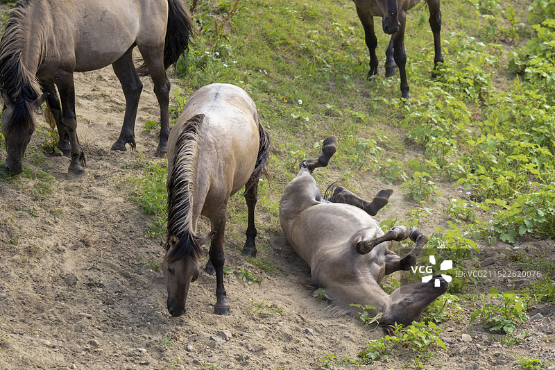 荷兰GrensMaas rewilding区域的野生柯尼克马图片素材