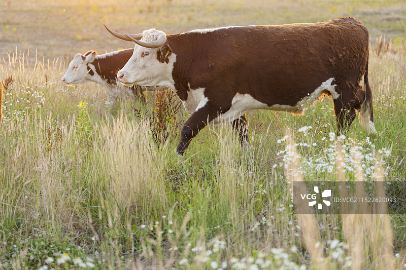 荷兰GrensMaas放牧区的赫里福德肉牛图片素材