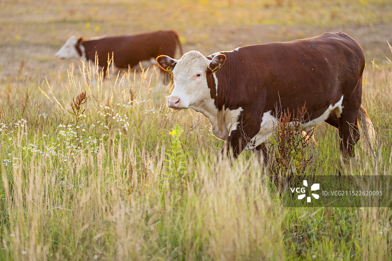 荷兰GrensMaas放牧区的赫里福德肉牛图片素材
