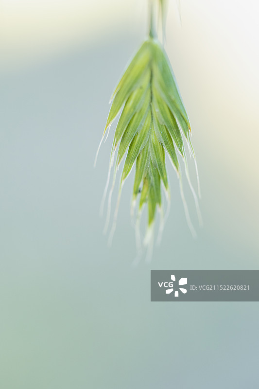 雀麦草图片素材