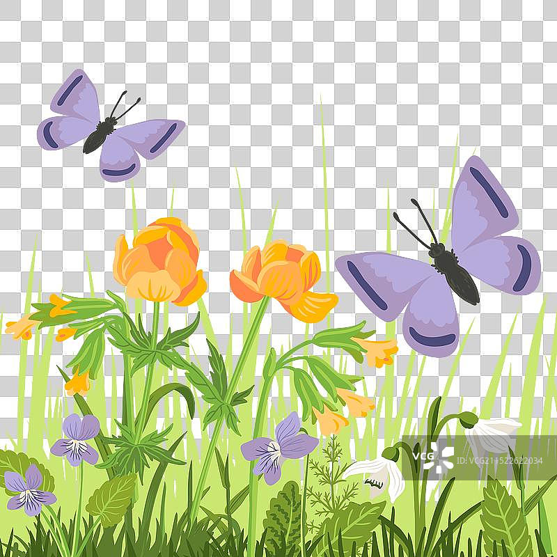 绘画：金莲花与蝴蝶图片素材