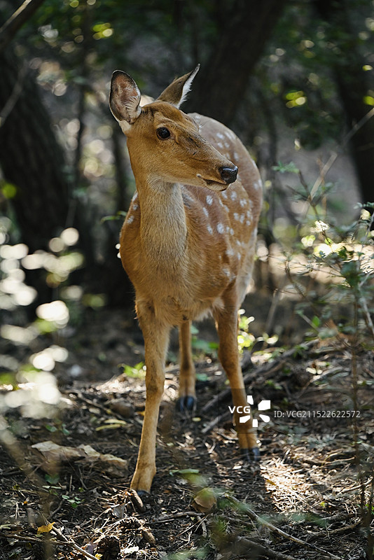 一只小鹿图片素材