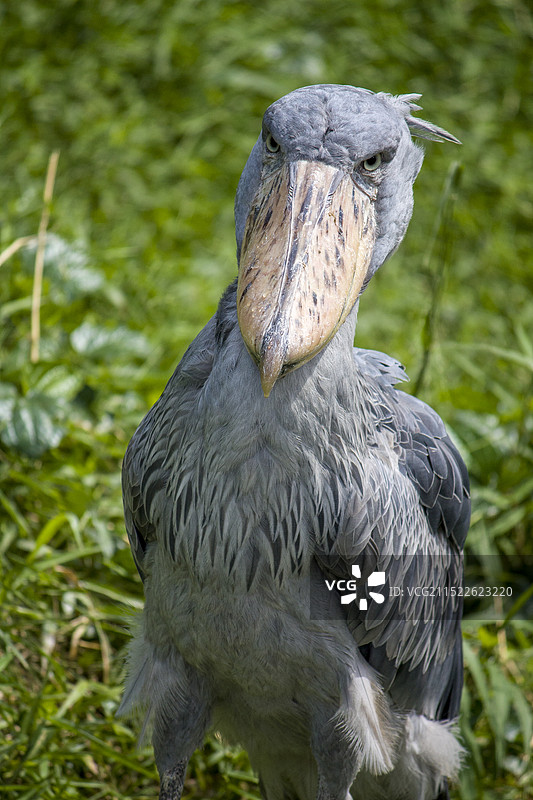 鲸头鹳（Balaeniceps rex）是一种大型湿地鸟类，因巨大、像鲸鱼头的喙而得名。主要分布于非图片素材
