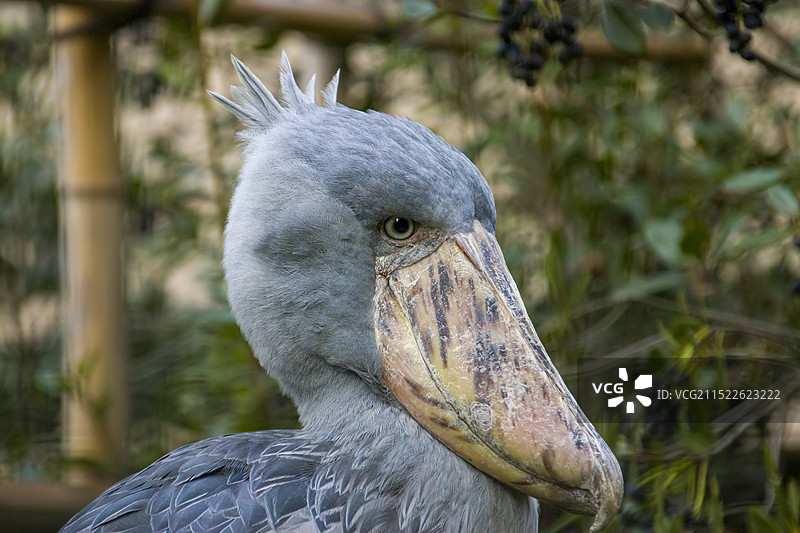 鲸头鹳（Balaeniceps rex）是一种大型湿地鸟类，因巨大、像鲸鱼头的喙而得名。主要分布于非图片素材