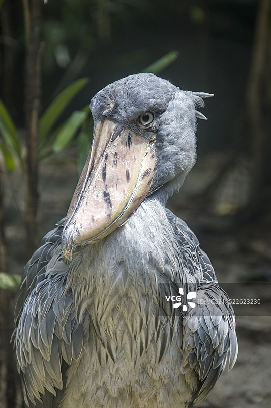 鲸头鹳（Balaeniceps rex）是一种大型湿地鸟类，因巨大、像鲸鱼头的喙而得名。主要分布于非图片素材