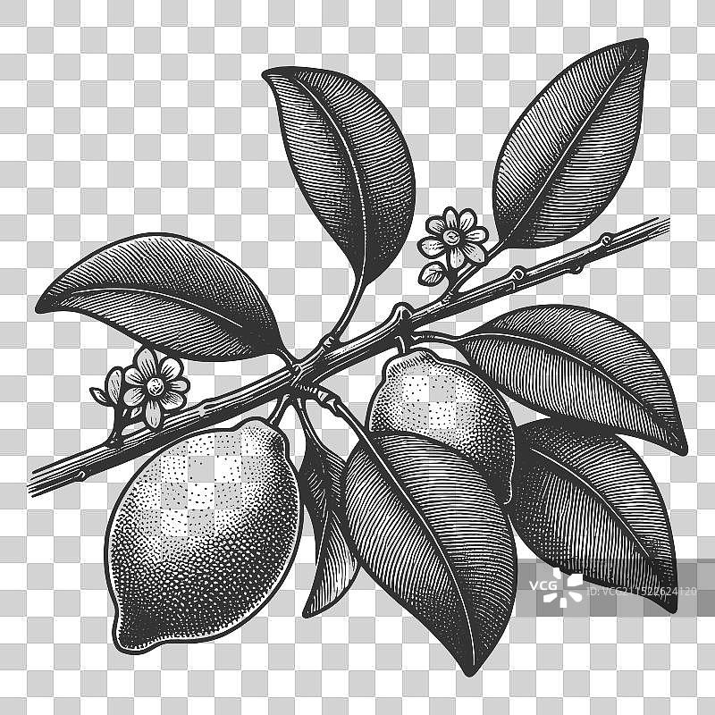 带有果实的柠檬树枝图片素材