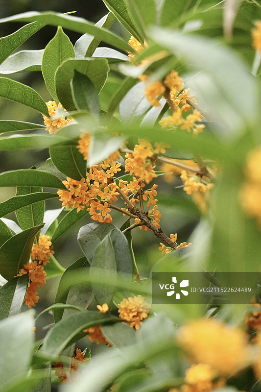 秋日桂花香图片素材
