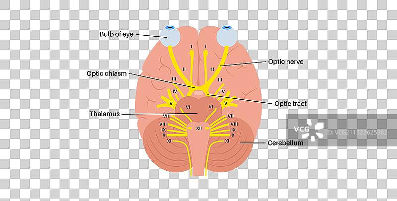视神经解剖结构图片素材