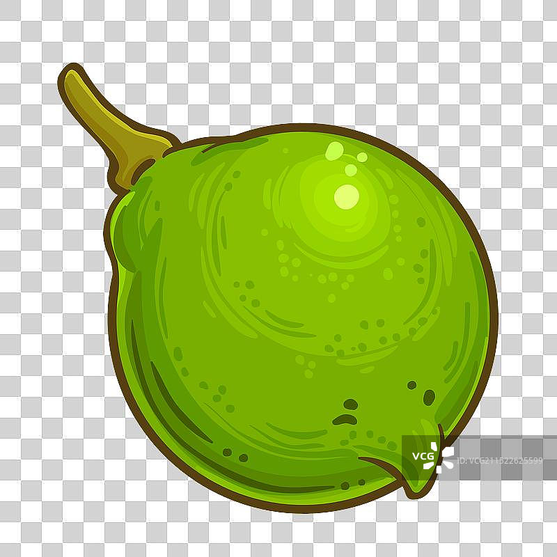 彩色细节澳洲坚果图片素材