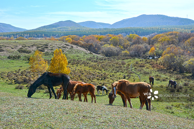 乌兰布统的秋天图片素材