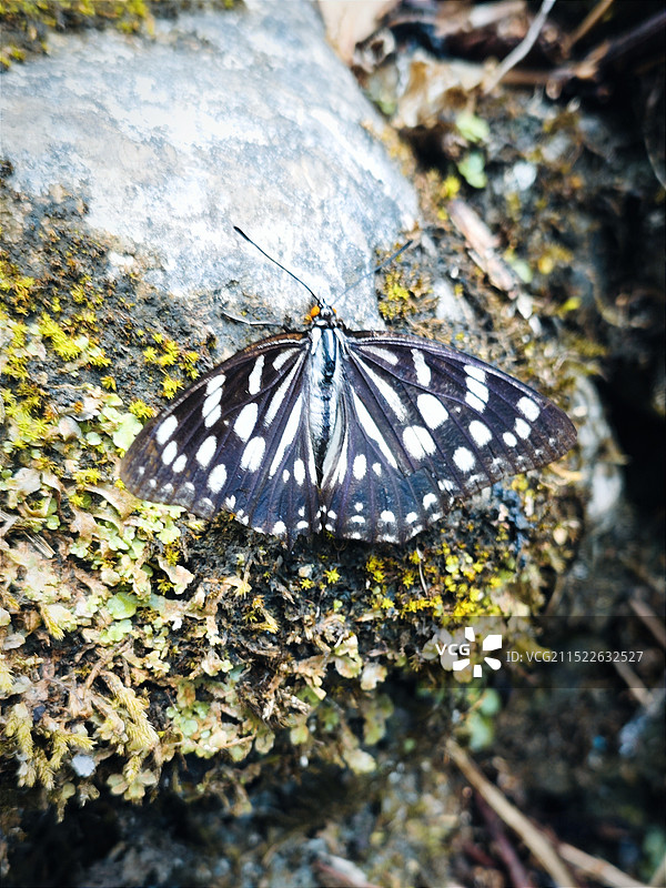 蝴蝶特写图片素材