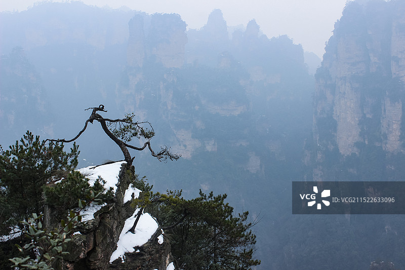 张家界松树图片素材