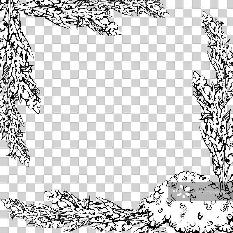 手绘墨水藜麦植物种子苋菜图片素材