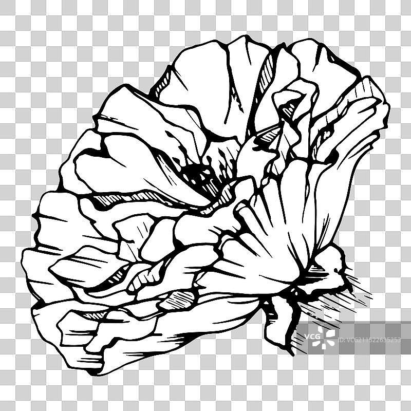 手绘牡丹罂粟元素合集图片素材