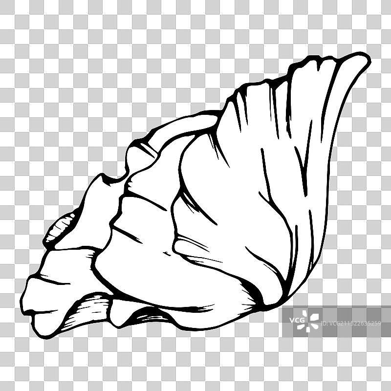 手绘牡丹罂粟元素合集图片素材