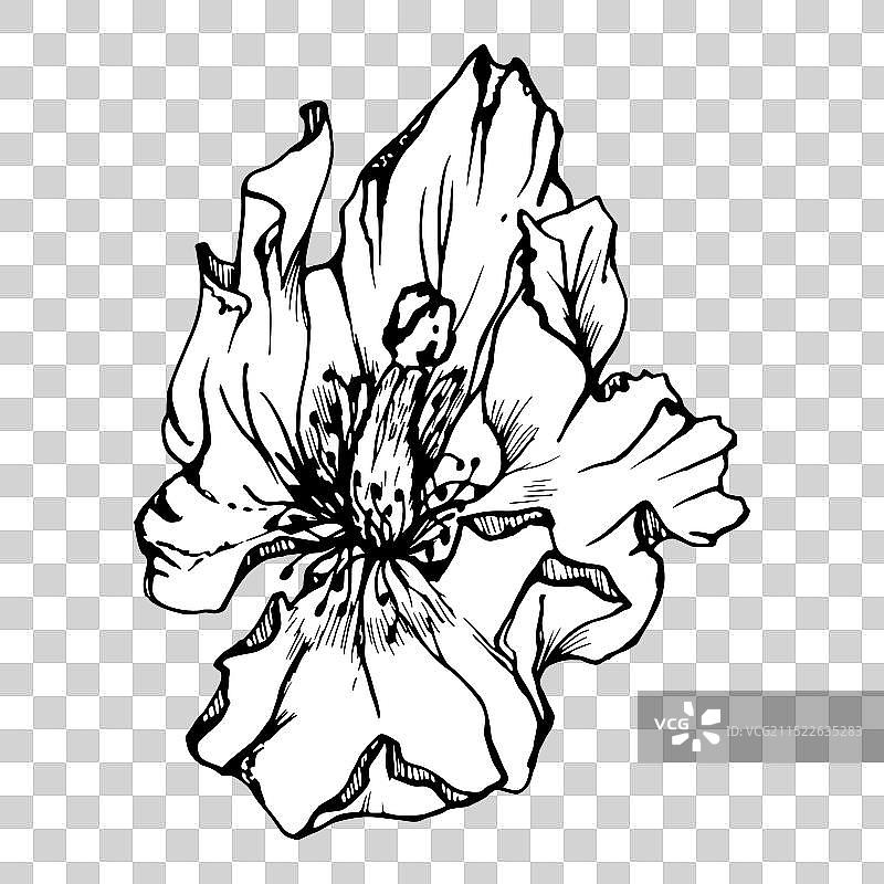 手绘牡丹罂粟元素合集图片素材