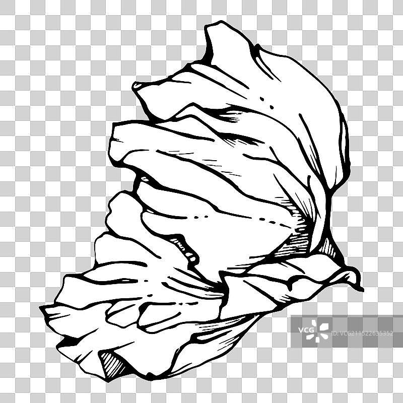 手绘牡丹罂粟元素合集图片素材