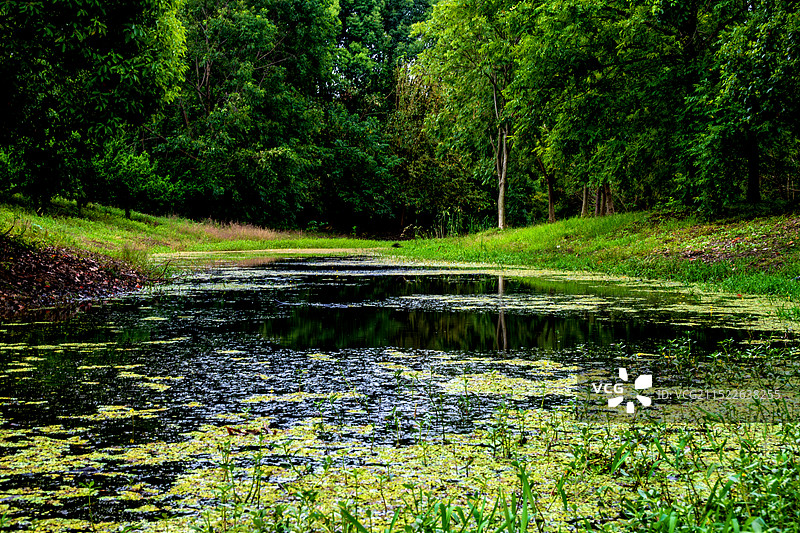 常州新龙生态林西区池塘浮萍 绿野仙踪 森林公园图片素材