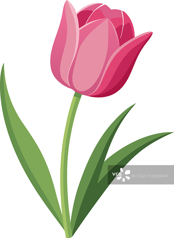 逼真的粉色郁金香图片素材