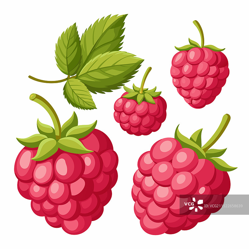 白色背景上的分离覆盆子图片素材