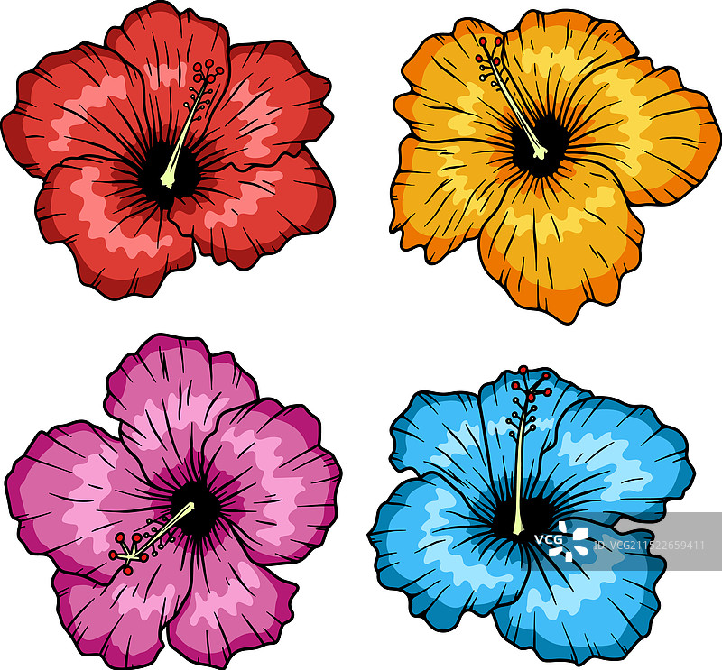 白色背景下的芙蓉花图片素材