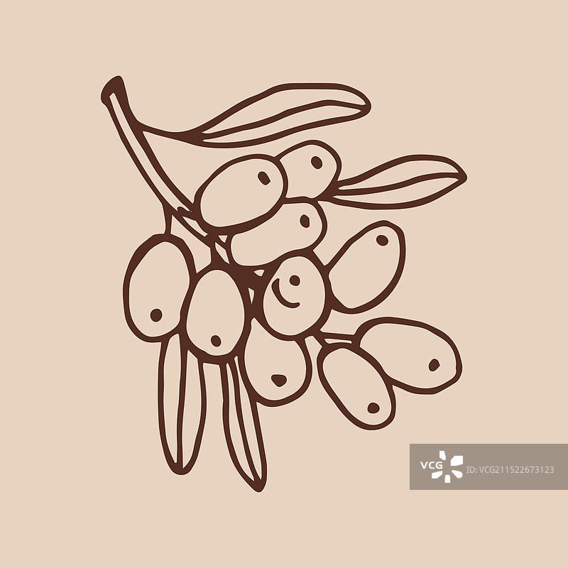 手绘沙棘树枝与浆果图片素材