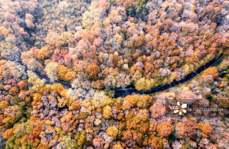 紫金山路之秋图片素材