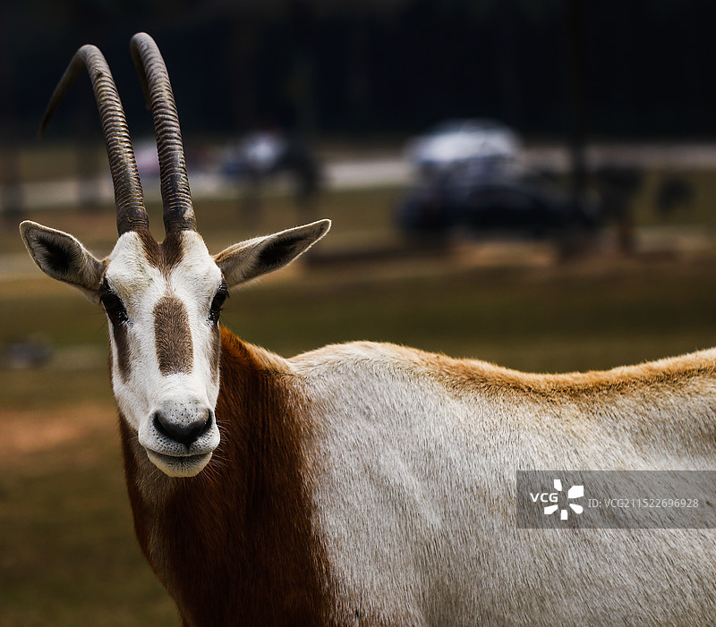 野生羚羊图片素材
