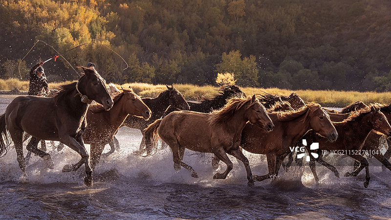 骏马奔腾图片素材