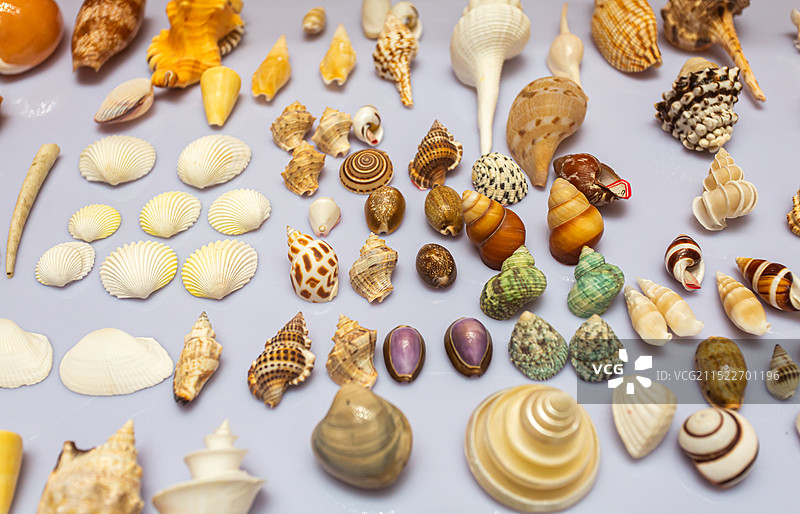 博物馆里的贝壳图片素材