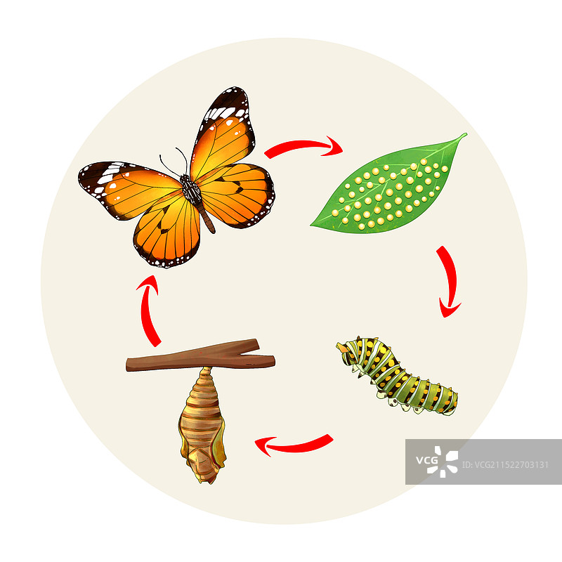 手绘水彩昆虫蝴蝶发育图片素材