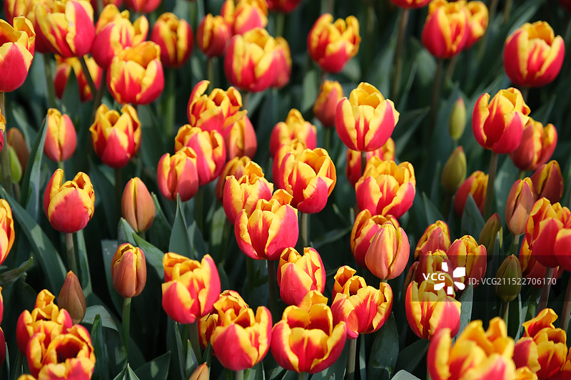 郁金香图片素材