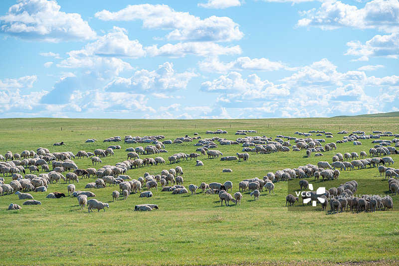 内蒙古草原上成片的羊群图片素材