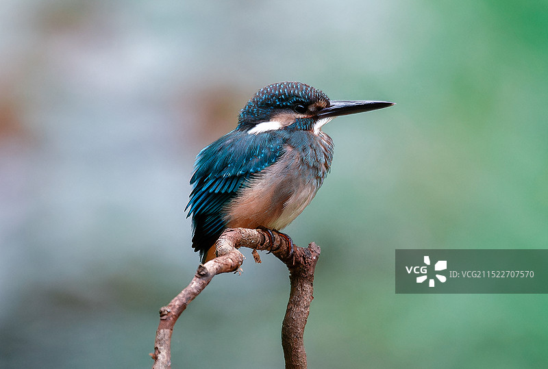翠鸟专辑图片素材