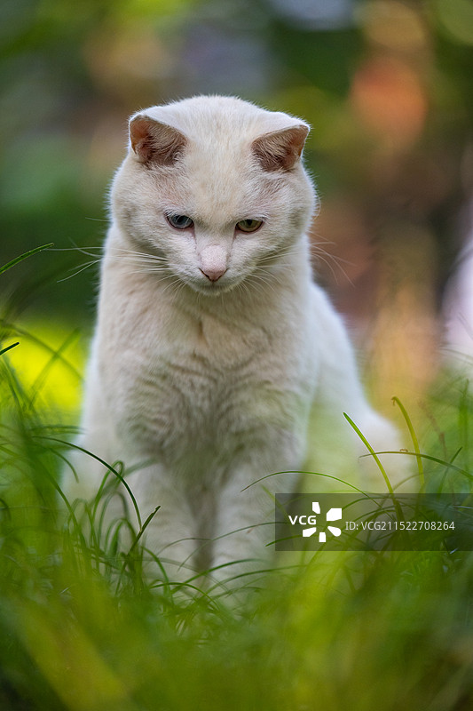 北京交通大学猫猫图片素材