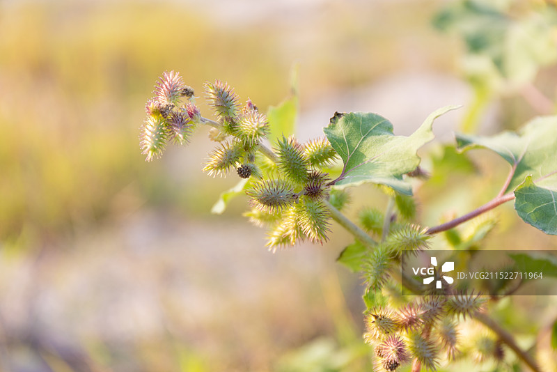 未成熟的苍耳图片素材