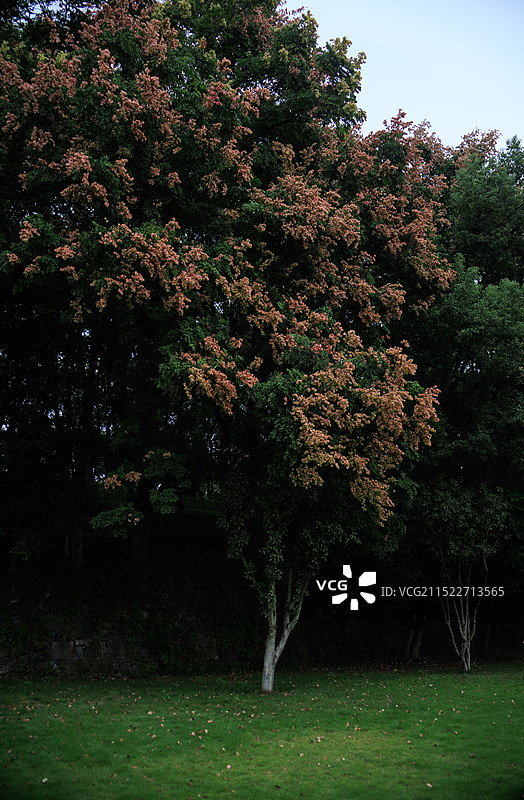 秋日里栾树图片素材