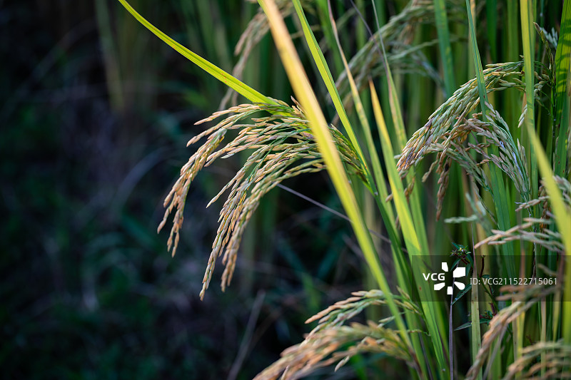 青绿色的水稻图片素材