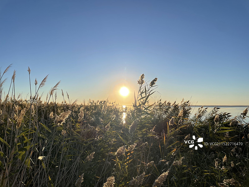 居延海，蓝天，芦苇，日出图片素材